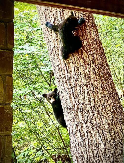 Moonshine Manor-Pets Ok-W/D-Pool Table-Arcade-Hot Tub Villa Gatlinburg Eksteriør bilde