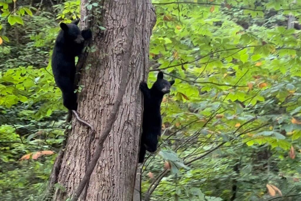Moonshine Manor-Pets Ok-W/D-Pool Table-Arcade-Hot Tub Villa Gatlinburg Eksteriør bilde